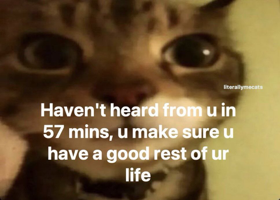 Punch Cat tweet media