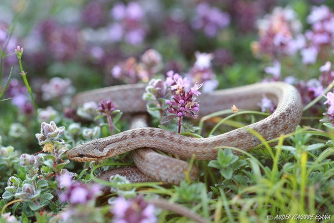 📢Azken bost urteetan bezala, #SUGEBIZI 2025eko apirilaren 1etik uztaila arte jarri da martxan.   
 📲 Parte hartu:
🔵 Bluesky: <a href="/aranzadi/">Aranzadi</a>.bsky.social
 🐘Mastodon: <a href="/aranzadi/">Aranzadi</a> (mastodon.eus)
Plataforma berrietan itxarongo zaituztegu!🌍🐍