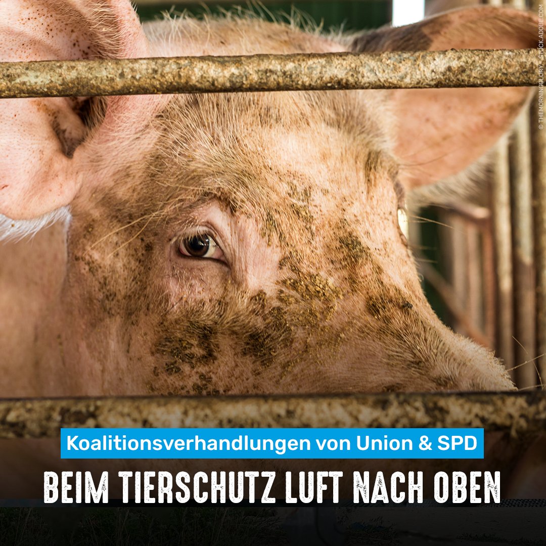 Tierschutzbund tweet media