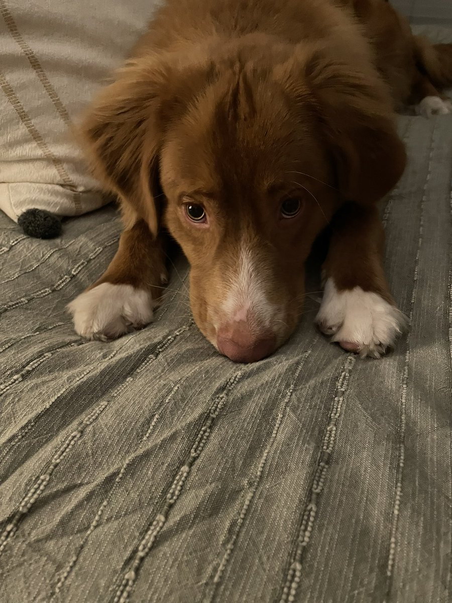 pleasing_louis's tweet photo. This nugget is the only thing keeping me from wanting to hurl myself off a building in the shit show that is the US right now https://t.co/J6pzLoigz3