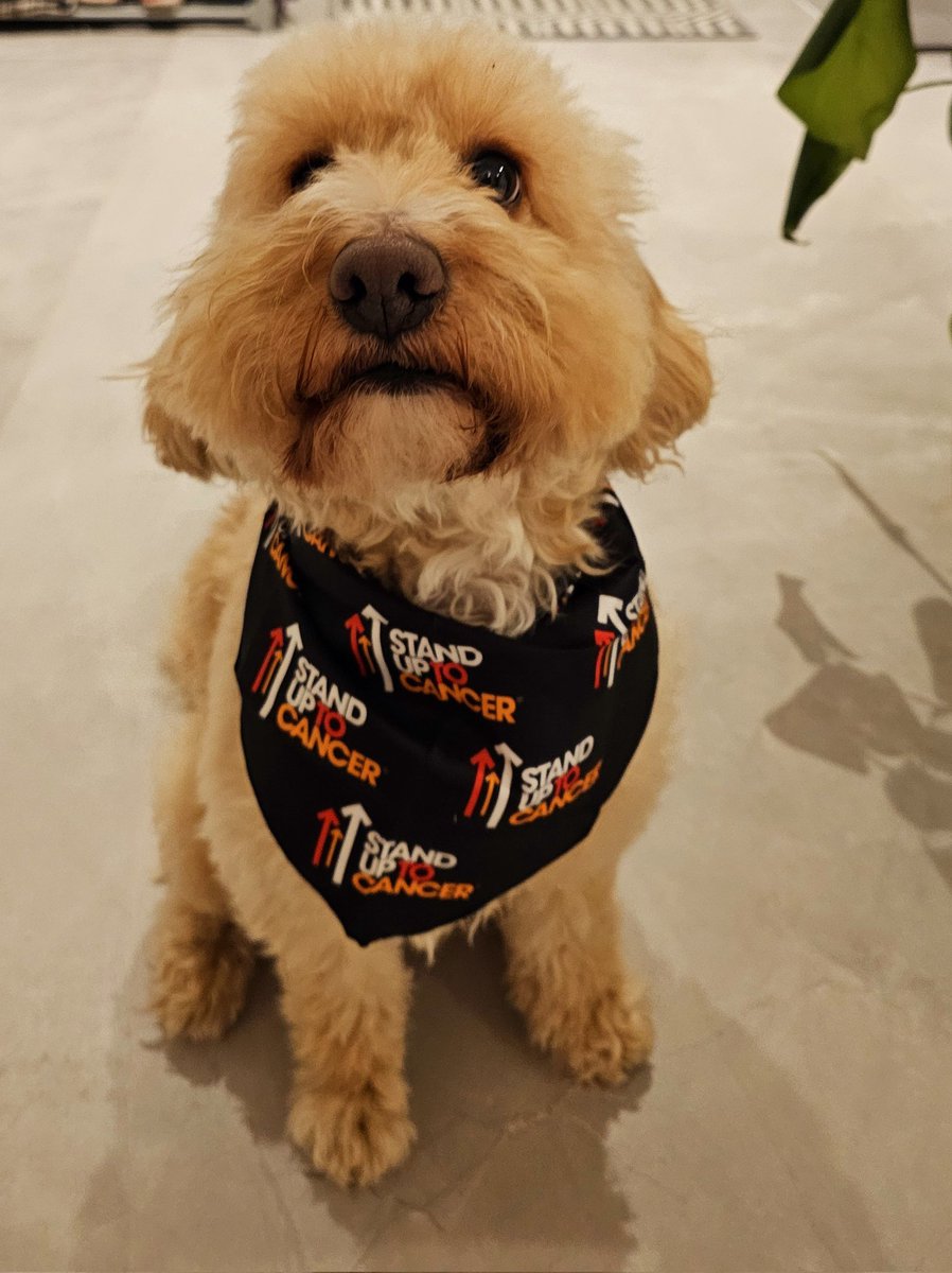Giulia Massaro (@drgiuliamassaro) on Twitter photo Bruce and I are doing the April Dog Walking Challenge for Stand Up To #Cancer to help fund life-saving research <a href="/CR_UK/">Cancer Research UK</a>. Visit our page to donate: fundraise.cancerresearchuk.org/page/giulias-g… Bruce and I are doing the April Dog Walking Challenge for Stand Up To #Cancer to help fund life-saving research <a href="/CR_UK/">Cancer Research UK</a>. Visit our page to donate: fundraise.cancerresearchuk.org/page/giulias-g…