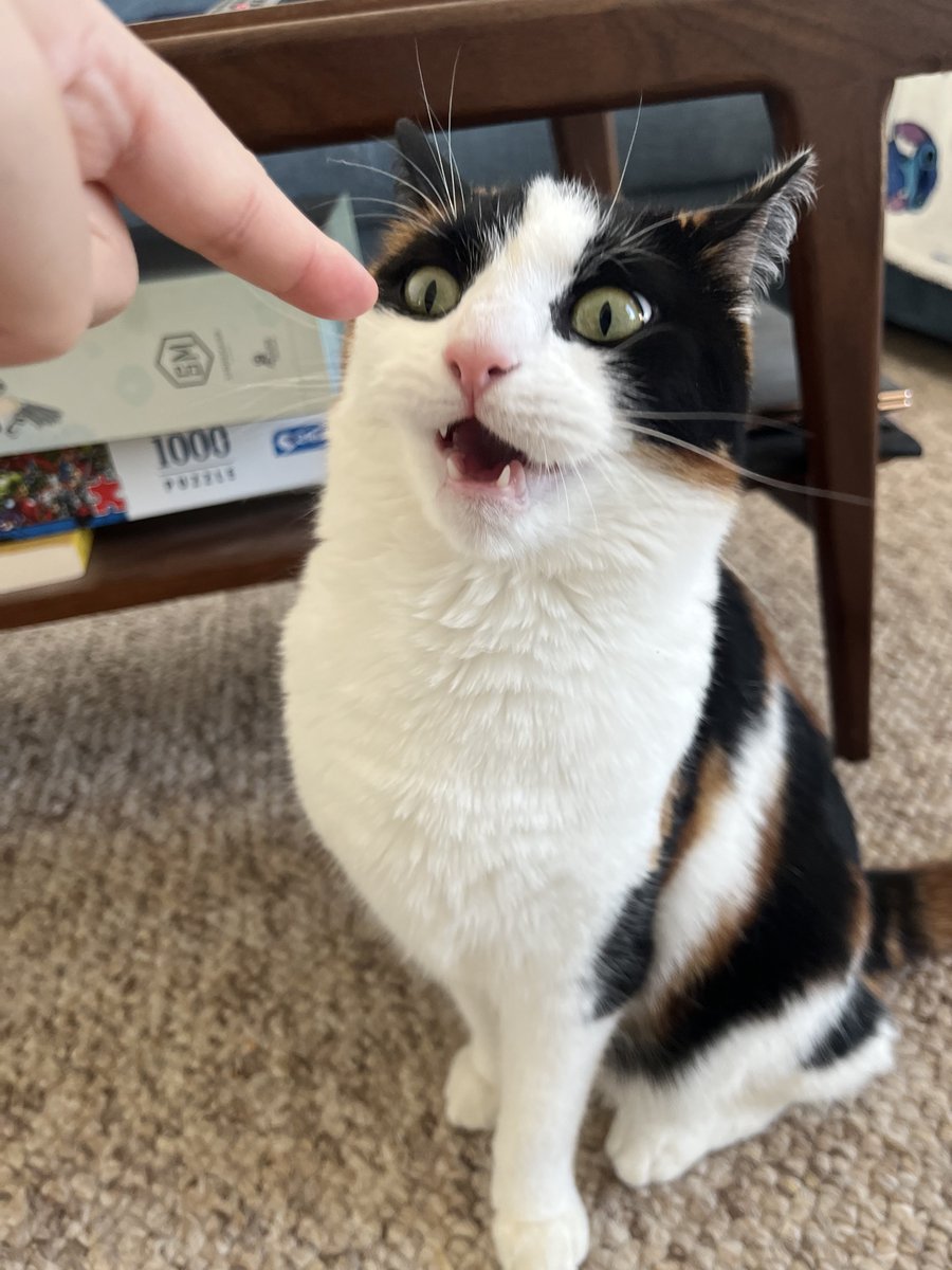 도리 동생 미니🎀 tweet media