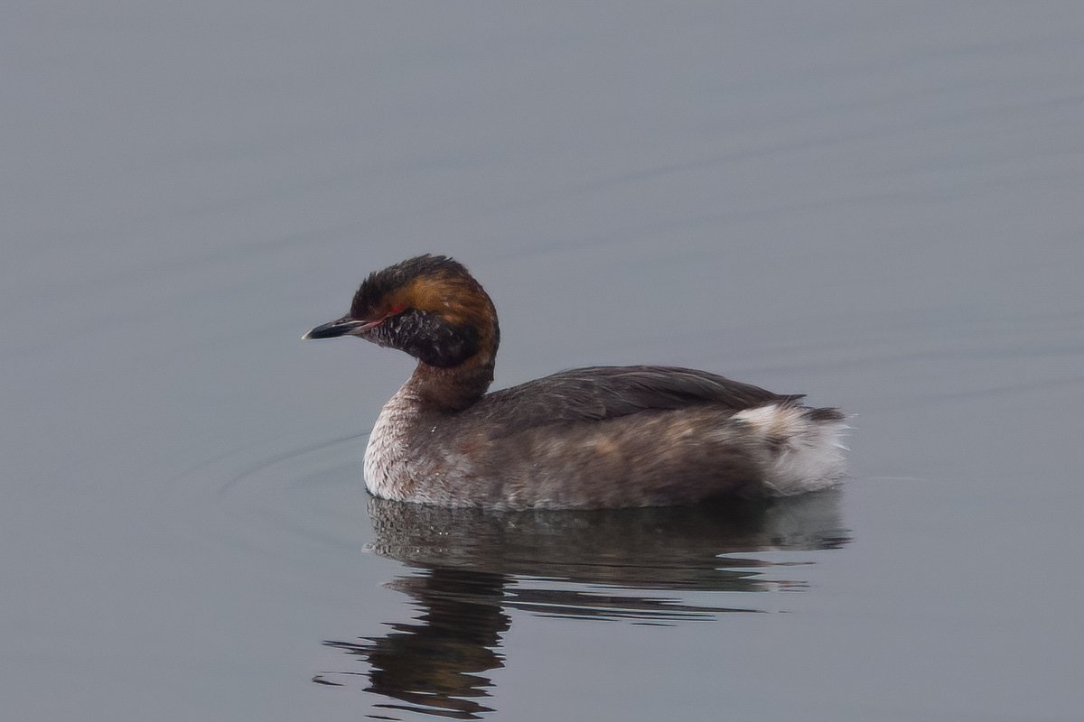 Slavonian and Black-necked Grebes being very engaging at Staines Reservoir the weekend before last. Definately worth a visit. <a href="/SurreyBirdNews/">SurreyBirdClubNews</a>