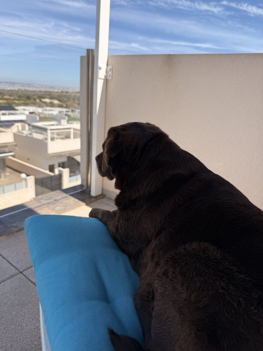 Rugbylad37's tweet image. Nosey cow 🐮