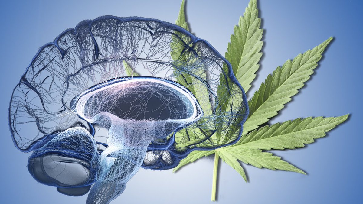 Smoking weed isn’t harmless.

Despite what the internet tells you…

It can take a serious toll on your:

• Health
• Productivity
• Mental clarity

Here’s what weed is really doing to your mind &amp; body (+ what to do instead):