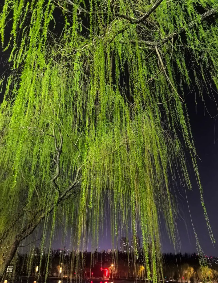 夜のそよ風が心地よく、柳の枝が舞う中、自然の静けさと力強さを感じながら夜ラン。🌿