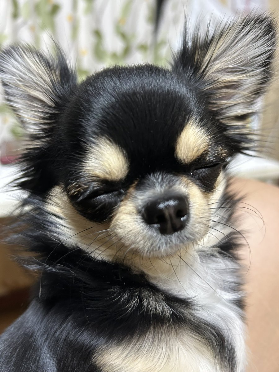 犬好き 犬好きと繋がりたい - Search / X