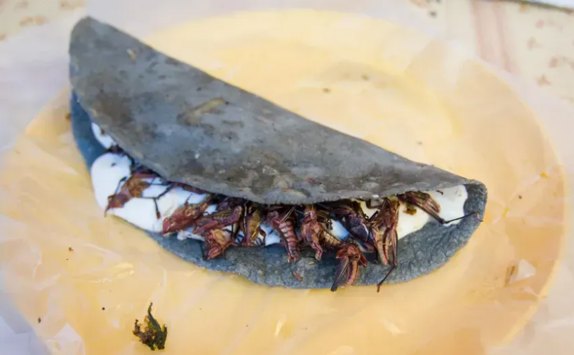 Introducing grasshopper tacos!! LIMITED TIME!