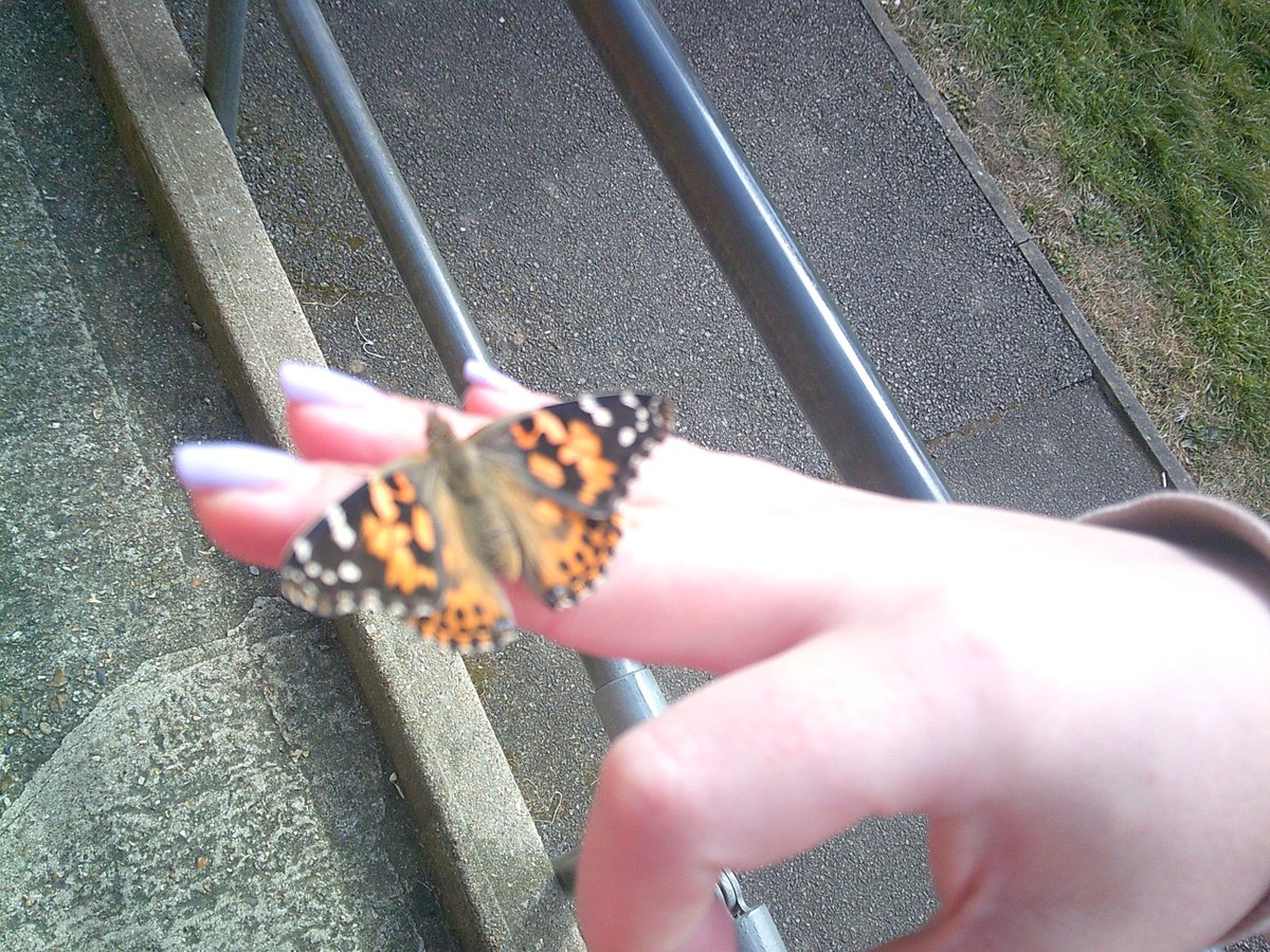 From egg to butterfly the life cycle is complete. Y2 have been fascinated by the metamorphosis.