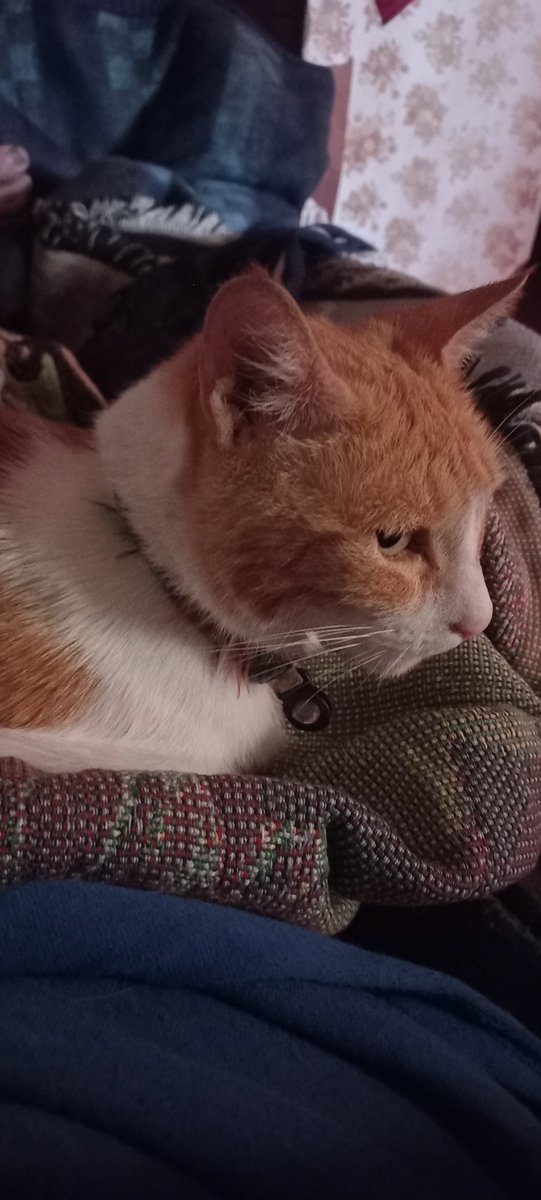 <a href="/AndreaAndreit19/">HogarMoka</a> Maravilloso Andrea🐈cuenta Conmigo para divulgar tu labor👏👏👏