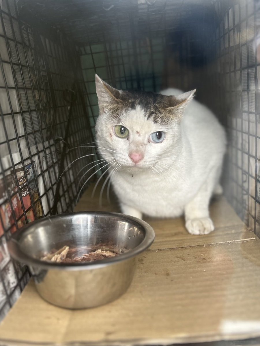 さくらネコ (@5FeN1uUVFbMQvVE) / Posts / X