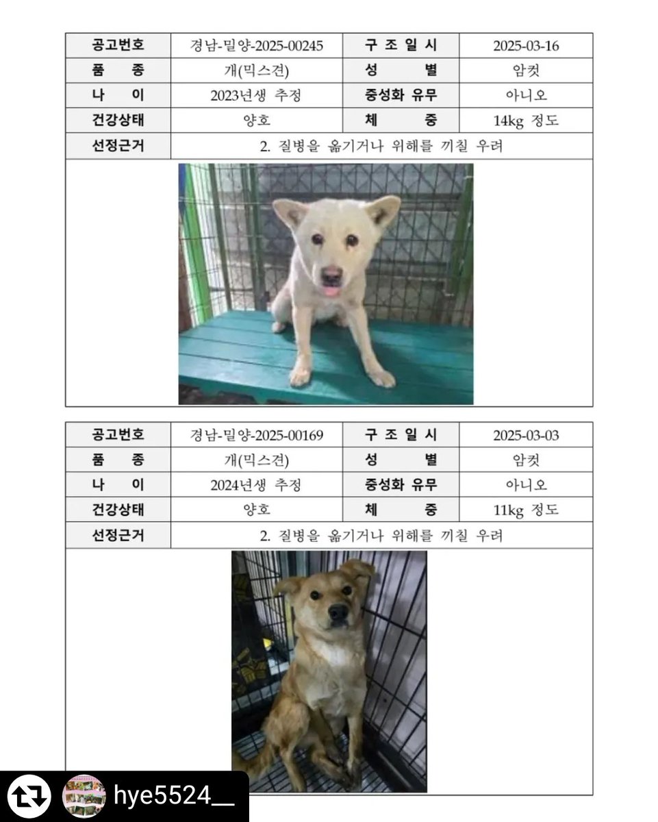 animalrtaccount's tweet photo. 4/24 안락사확정
입양문의 070 4113 7288 https://t.co/w4snEvCWH7