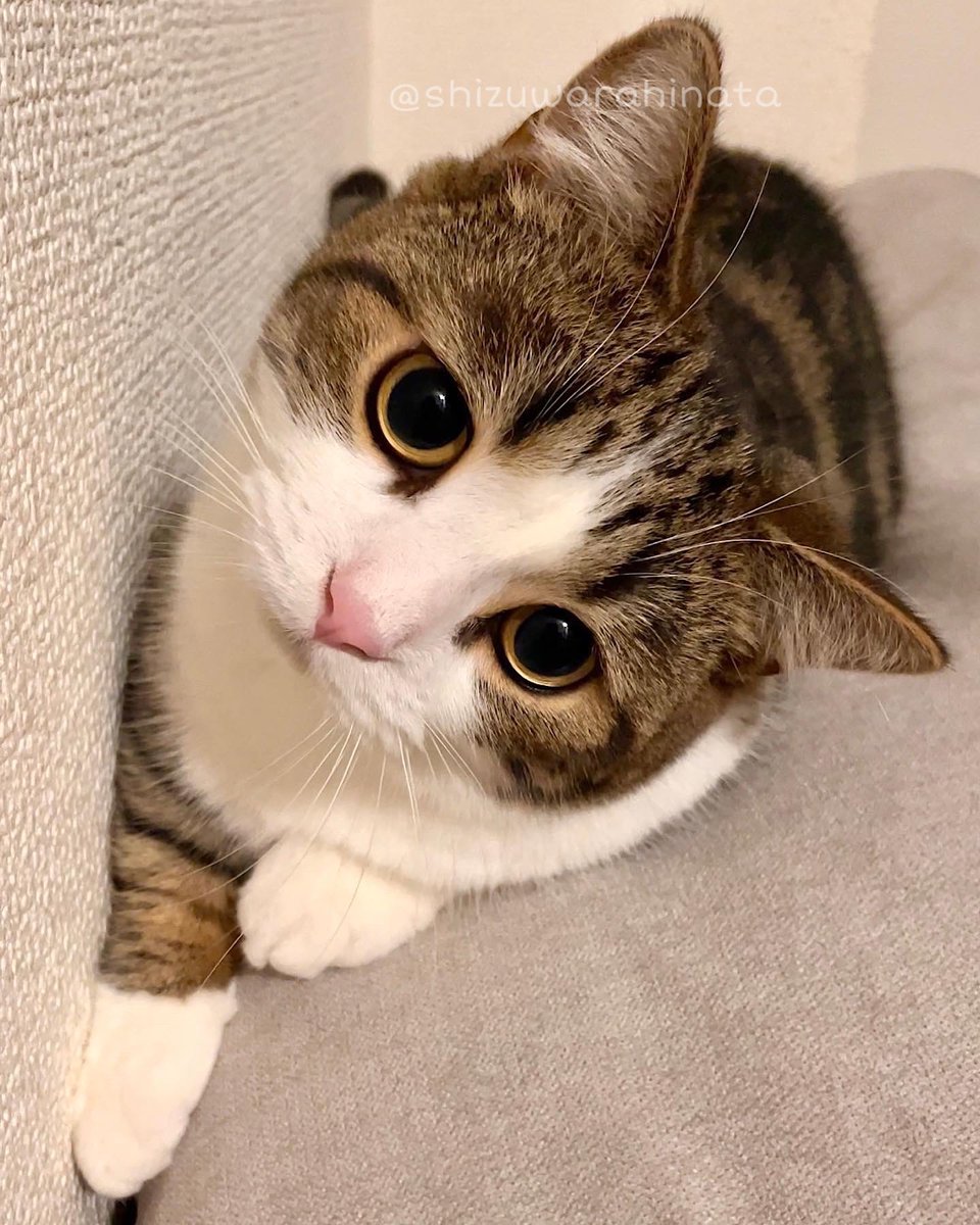 4月もよろしくお願いします🐾