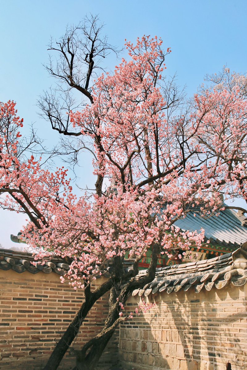 이번주에는
창덕궁 홍매화 꼭 보러 가십쇼

꽃에 관심이 없어도 보고 있으면
기분이 좋아진달까