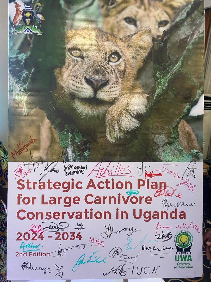 The Kyambura Lion Monitoring Team were honored to sign the Uganda Wildlife Authority’s strategic Action Plan for Large Carnivore Conservation at the National Wildlife Conservation Conference on 27th February 2025. Follow the link in to read more. volcanoessafaris.com/ugandas-10-yea…