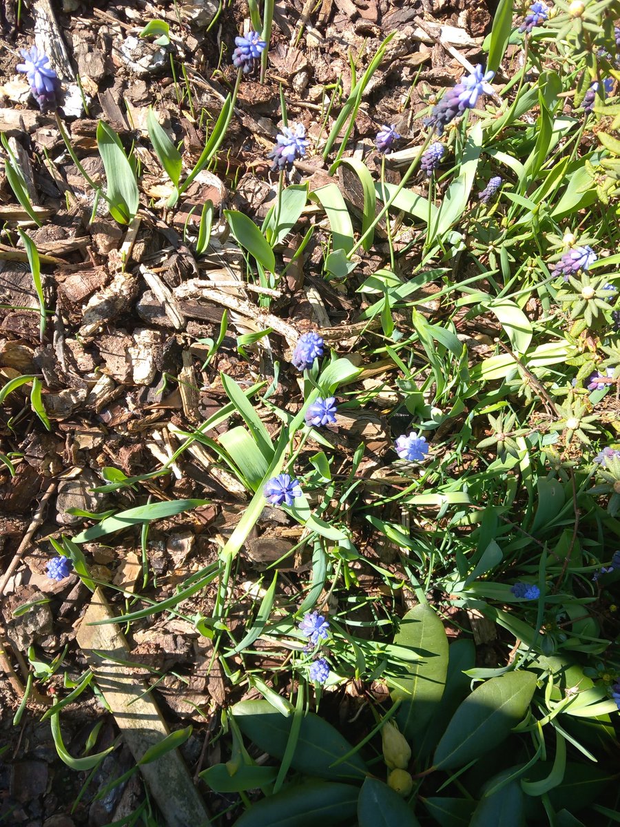 Ilse82667651's tweet image. Are we still doing #JoyInSpring?