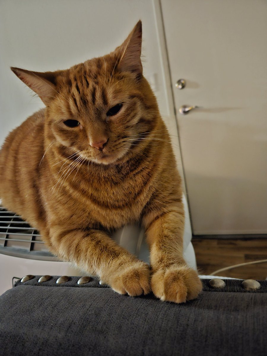 Am I regal when asking for treats? Follow the regal lion 🦁 (me) to follow my journey ❤️😻