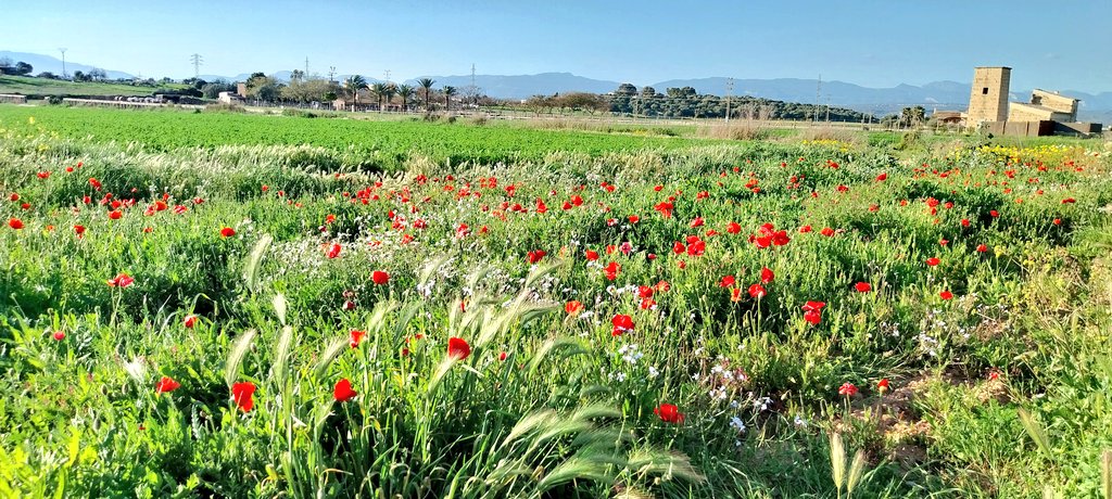 Comença sa festa des vermells