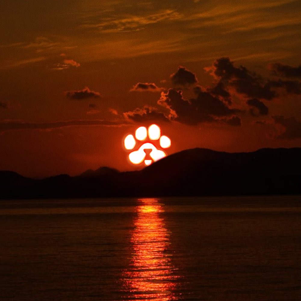 DurovPD's tweet photo. $PAWS Q1-->Q2 https://t.co/P98iiTjqs4