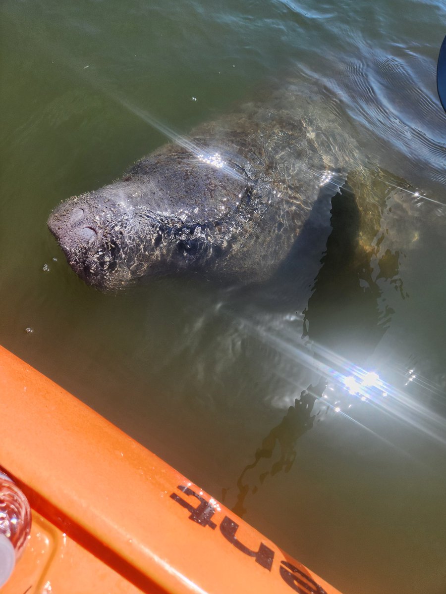 Rams fan 4 life!! tweet media