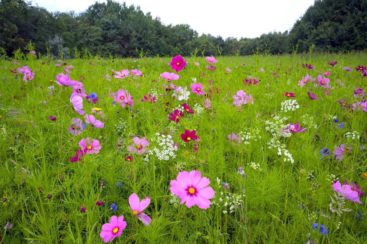 Greenspaces have been transformed into vibrant, nectar-rich habitats, thanks to our Mega Flora wildflower project.

Strathclyde and Palacerigg Country Parks and sites in Motherwell and Shotts now have a diverse array of wildflowers, bulbs and plants. ow.ly/9oxk50Vs984
