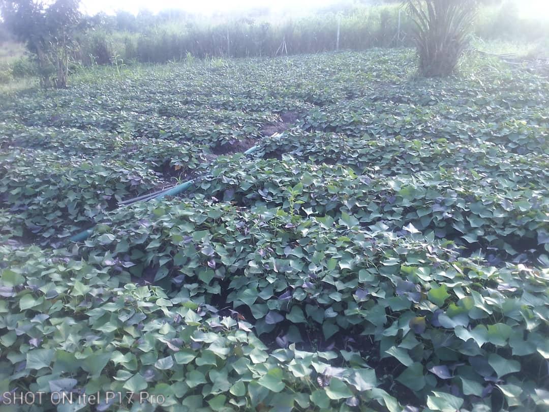 FSRP TG : 1 800 000 boutures de base de 2 nouvelles variétés performantes de PDCO distribuées aux multiplicateurs et transformatrices des denrées à hautes valeurs nutritionnelles pour contribuer à améliorer la productivité et les capacités de résilience des populations ciblées