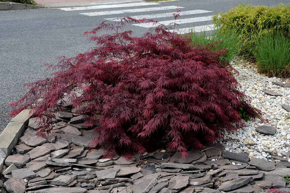 Gardeners_Path_'s tweet photo. 17 of the Best Dwarf Japanese Maple Varieties - Want to create a big impact in a small space? Look no further than a dwarf Japanese maple. Discover 17 of the best options to grow at home now on Gardener's Path. #landscape #landscapetrees #maple https://t.co/ZqRS9YuYmJ https://t.co/5oBH1aofdo