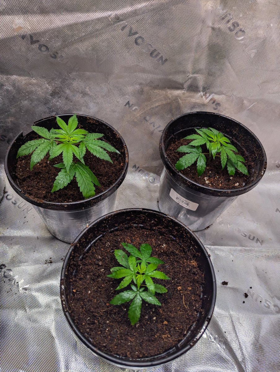 Clones have been up potted . . . .
I'd like to flip them within the next 3 weeks if they do well . . .