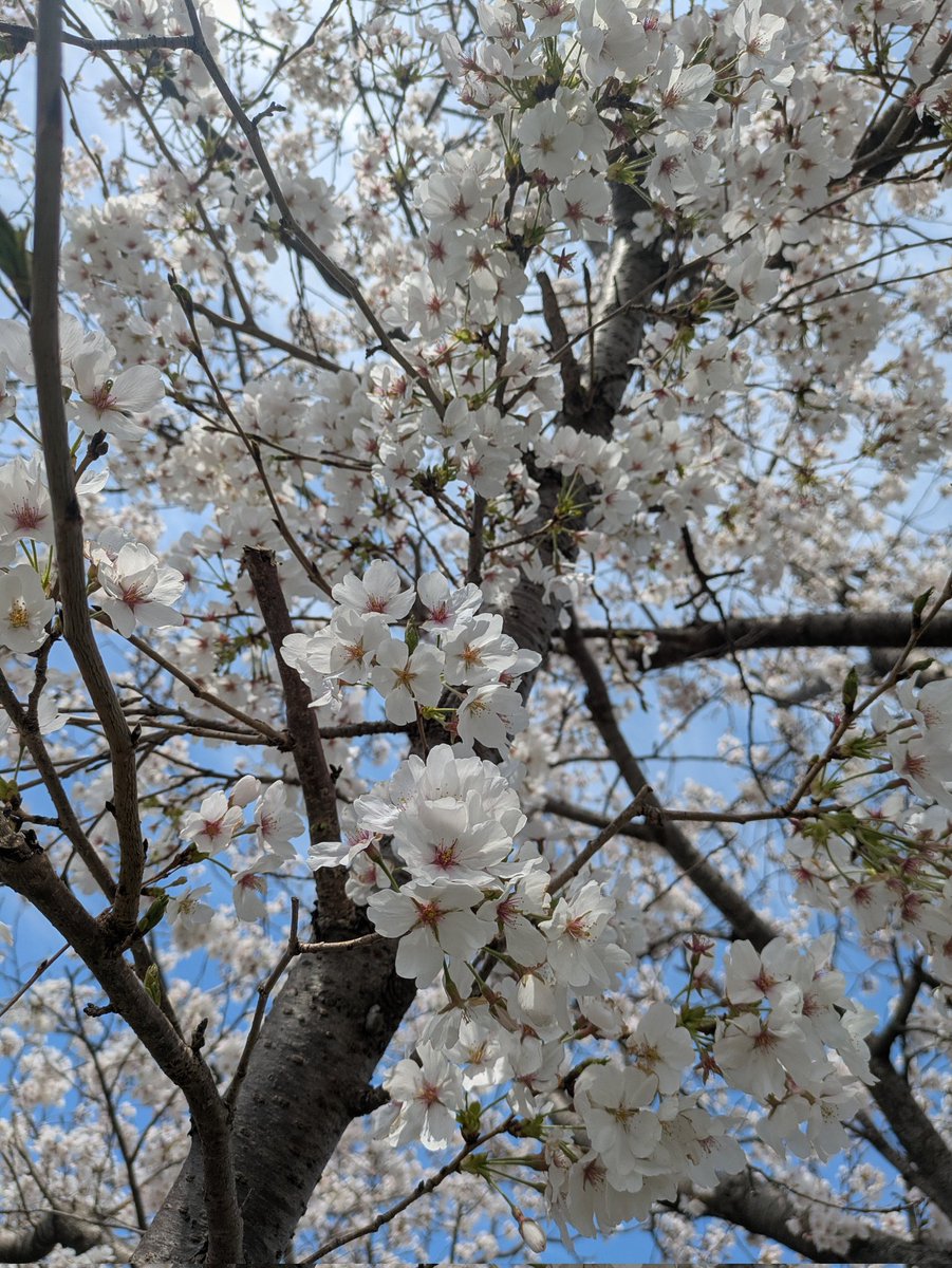 ENISHI2022's tweet photo. 【4月出店スケジュールのお知らせ🐥🌸】
寒い日もまだ少しありますが、桜がキレイな春🌸いかがお過ごしでしょうか？今月の出店スケジュールをお知らせいたします🐥
お花見にお散歩におでかけしてみてはいかがでしょうか😊🌸 https://t.co/v5mwiSrhV2
