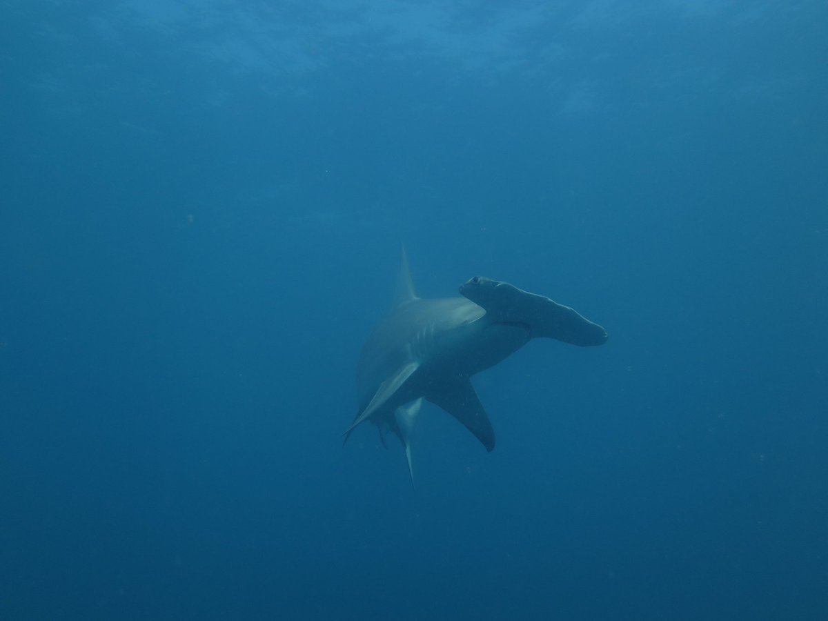 Yannis Papastamatiou (@dr_yannis) on Twitter photo New paper lead by <a href="/etspencer/">Erin Spencer, PhD</a>
We use biologging to measure diel search patterns in great hammerhead sharks and their encounter rates with potential prey sciencedirect.com/science/articl… New paper lead by <a href="/etspencer/">Erin Spencer, PhD</a>
We use biologging to measure diel search patterns in great hammerhead sharks and their encounter rates with potential prey sciencedirect.com/science/articl…
