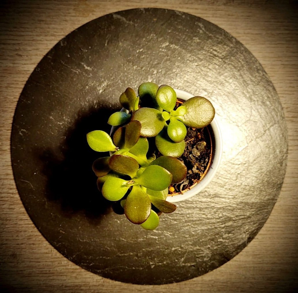 Y como dijo Flaubert, primero y Mies, después: 'Dios está en los detalles'