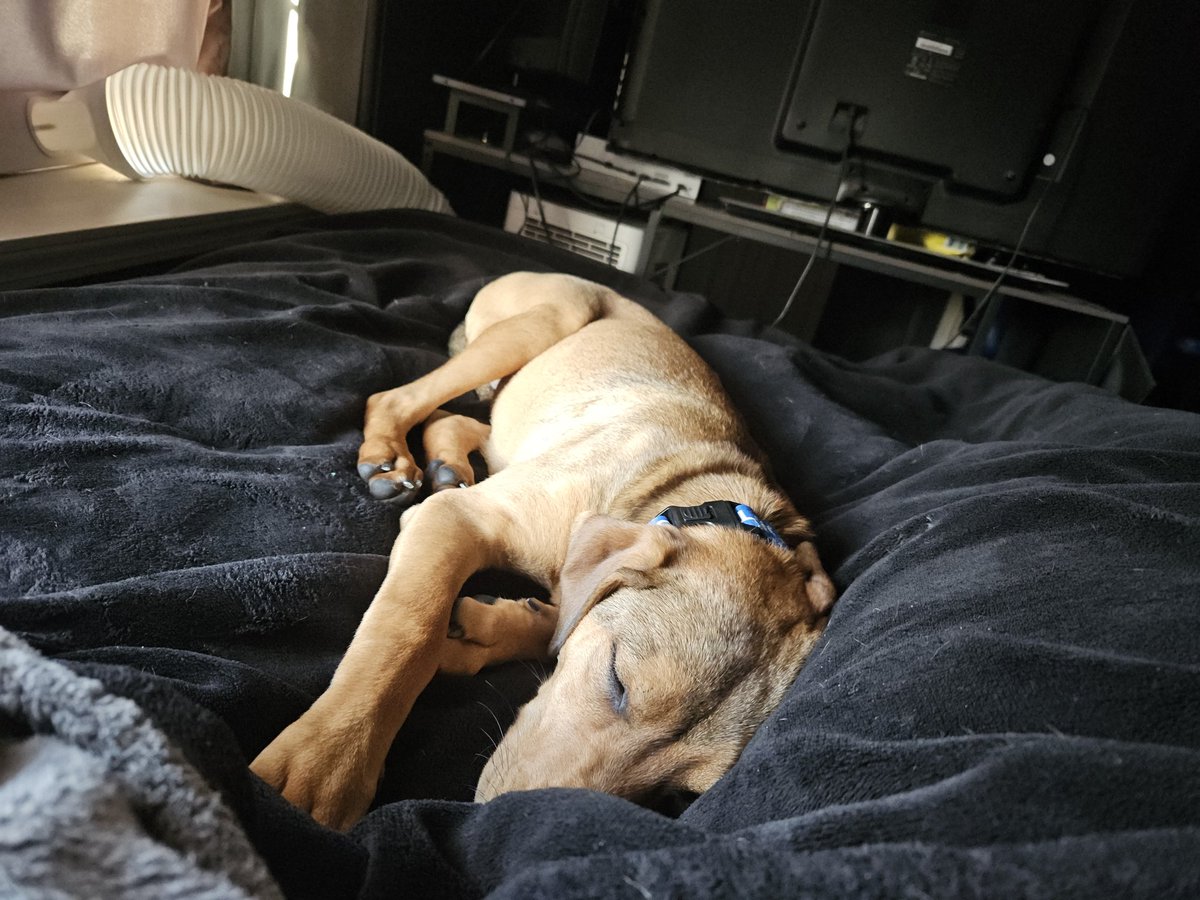 Aikonic_'s tweet photo. @ZelinaVegaWWE Here's Baxter! https://t.co/Kv2KxzwaH0