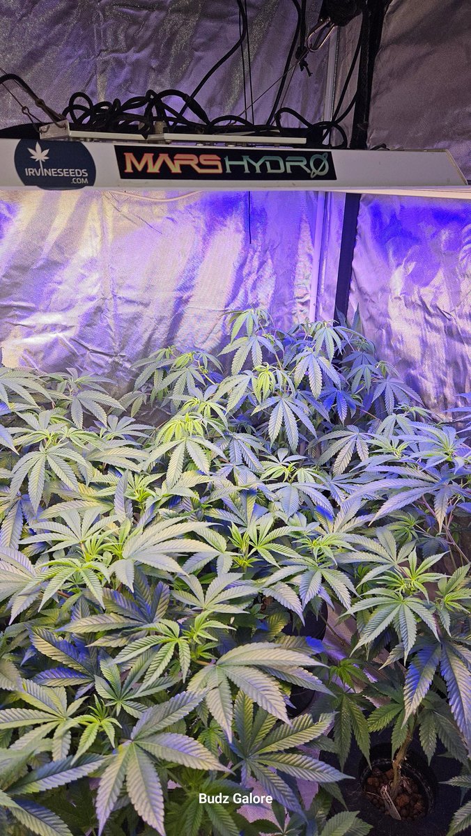 Budz Galore tweet media