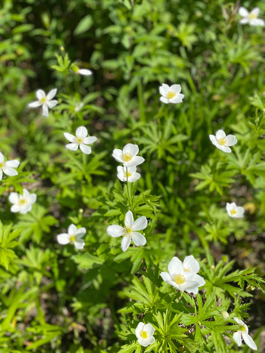 FDU Silberman tweet media