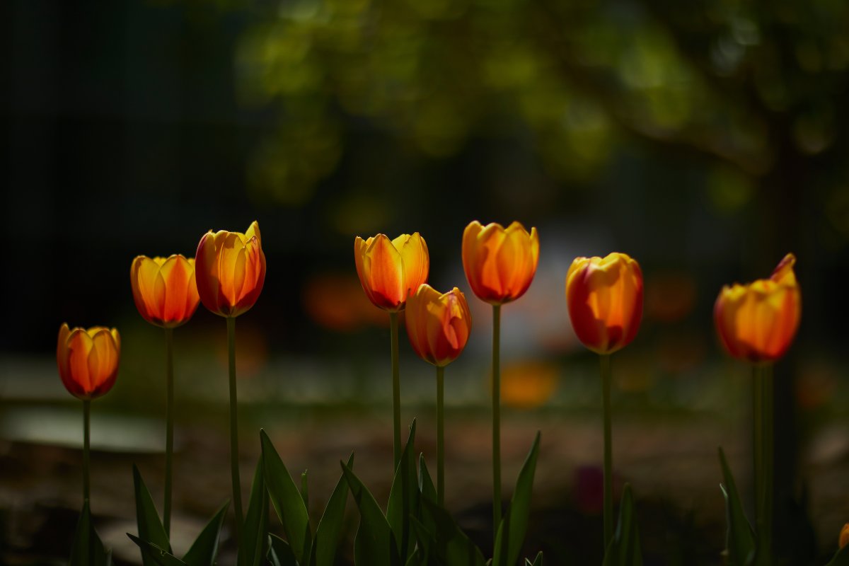 The semester over halfway done, and spring is in full bloom 🌼

#UNLV #DiscoverUNLV #LasVegas