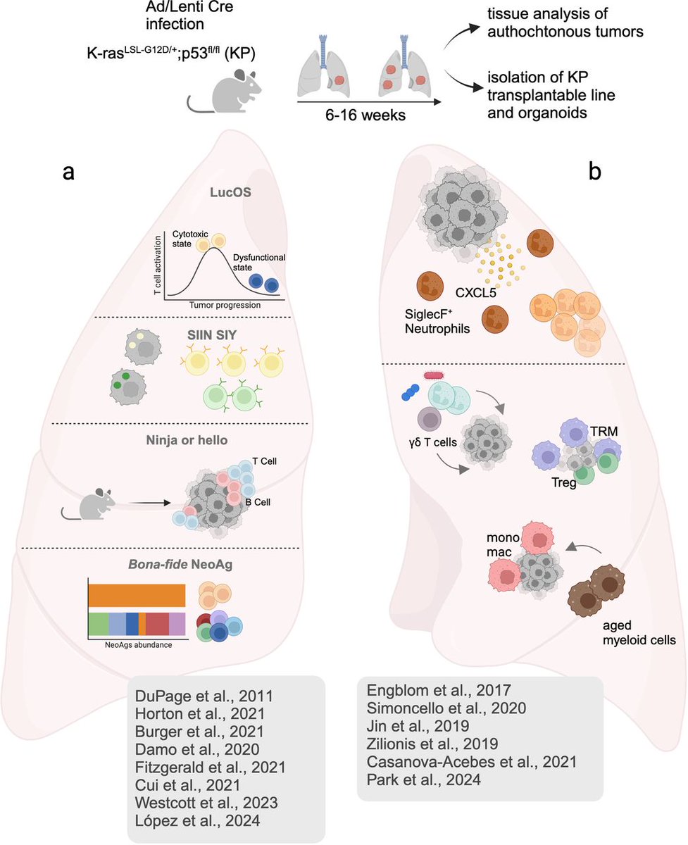 Journal for ImmunoTherapy of Cancer (@jitcancer) on Twitter photo New #JITC review: Tissue-specific properties of type 1 dendritic cells in lung cancer: implications for immunotherapy bit.ly/4iOWl4v <a href="/R_Amadio/">Roberto Amadio</a> <a href="/benvenutilab/">Benvenutilab</a> <a href="/ICGEB/">ICGEB Official</a> New #JITC review: Tissue-specific properties of type 1 dendritic cells in lung cancer: implications for immunotherapy bit.ly/4iOWl4v <a href="/R_Amadio/">Roberto Amadio</a> <a href="/benvenutilab/">Benvenutilab</a> <a href="/ICGEB/">ICGEB Official</a>