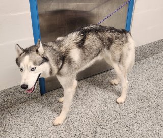 PWCAnimals's tweet photo. These and 8 other animals are STRAYS turned into the PWC Animal Services Center between 3/28/2025 - 3/31/2024. We post photos of stray animals brought to the Center a couple of times each week to help owners find their missing pets. If you believe your pet is at the Center, please inquire directly by calling (703) 792-6465, emailing animalservices@pwcgov.org or visiting the Center. View all the animals on our Facebook page https://t.co/weZQciPUEW