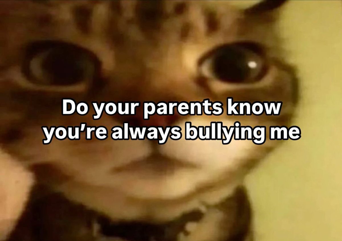 Punch Cat tweet media