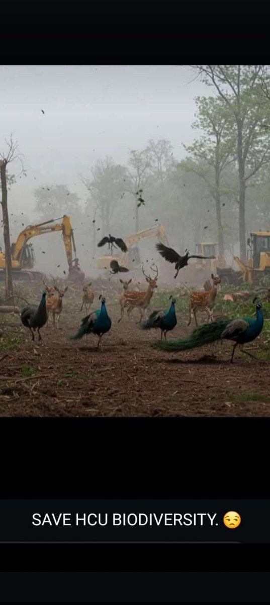ChandraShe26177's tweet photo. Save HCU Diversity 🙏🙏@BRSparty @revanth_anumula @KTRBRS @INCIndia @TNEWS https://t.co/7bTSHOGsvN