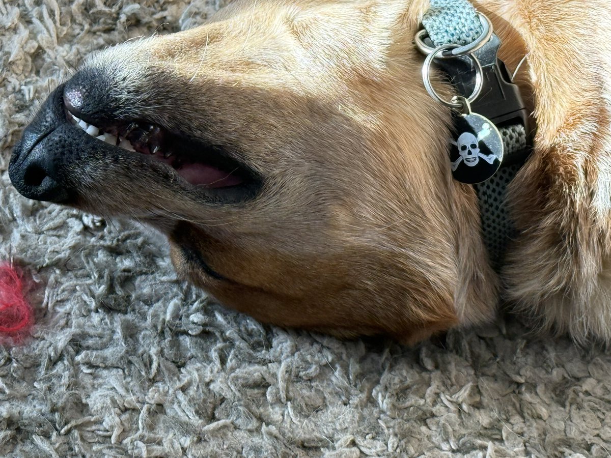 Happy Birthday to my lazy companion Mack who is living his best life!