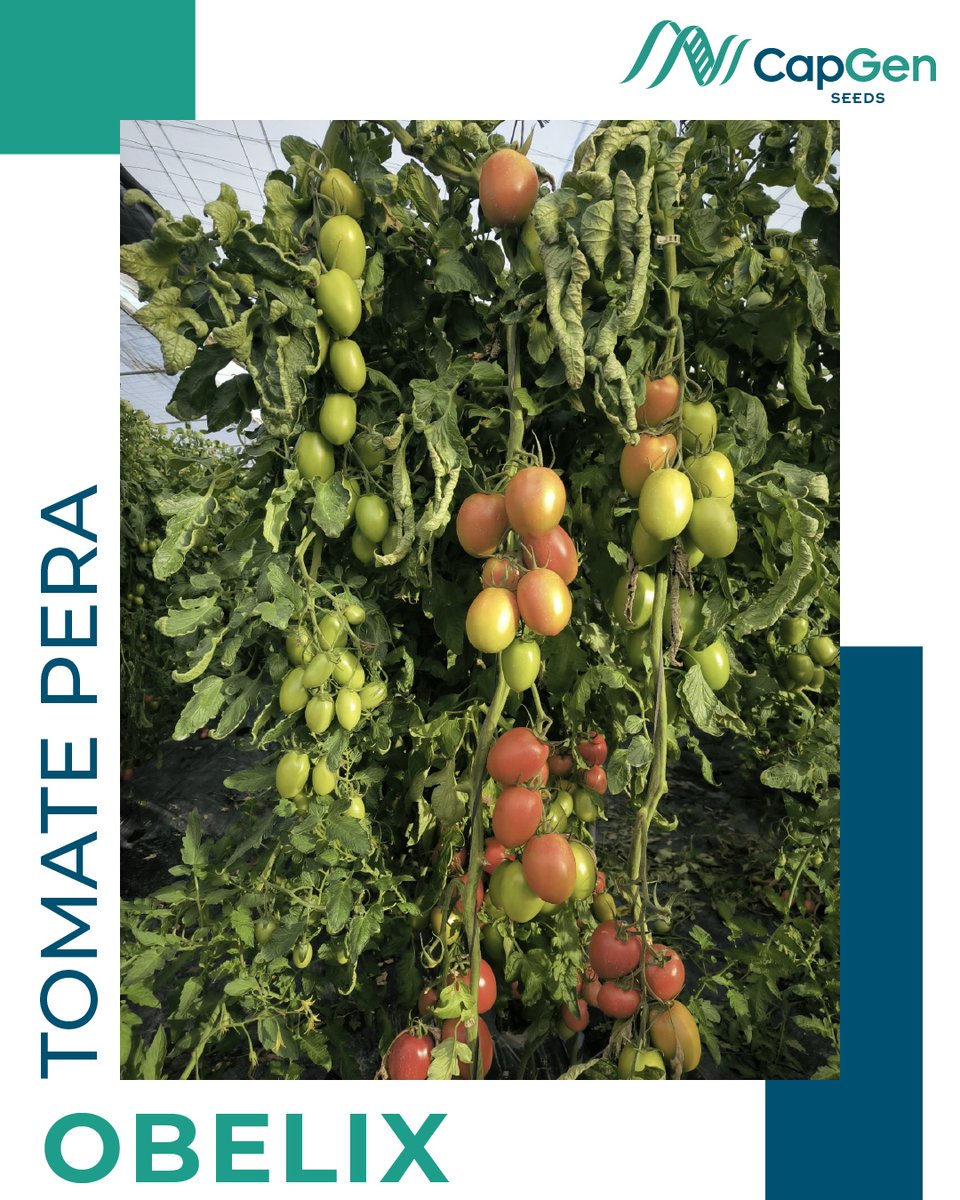 CapgenSeeds's tweet photo. Así de espectacular luce el #TomatePeraObelix🍅
Gran calibre, alta productividad y frutos uniformes. Cultivado en #CastelldeFerro (Granada) en octubre, ahora en plena caída del #cultivo🌱
📸Gracias a Arantxa Victoria por estas imágenes que muestran su impresionante desarrollo https://t.co/Wfp6sK2Be9