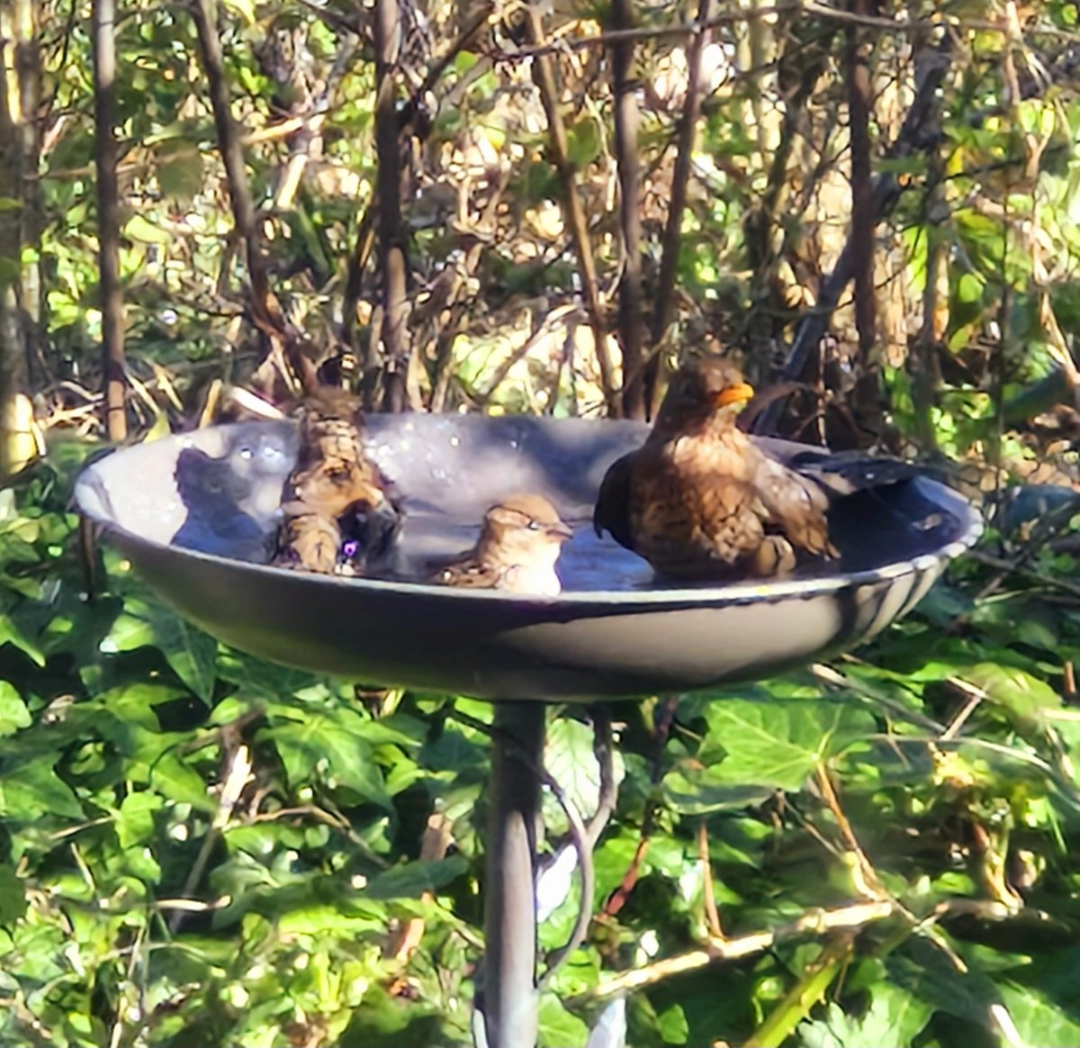 Bought a new bird bath for the garden and every time I look out there's a pool party going on.