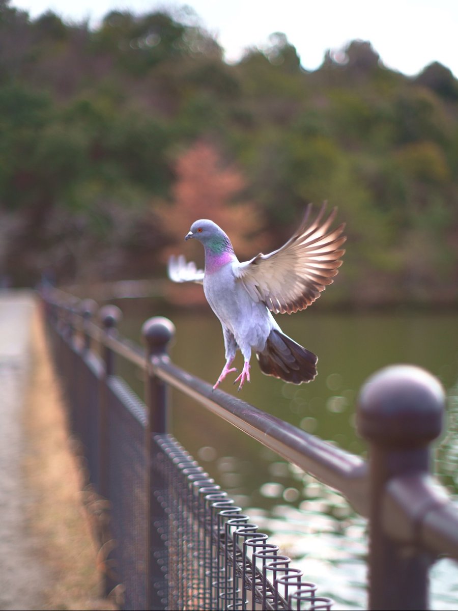 Fumi_Kozuke's tweet photo. 京都国際会館

 #国際会館 #京都 #ICCkyoto #SonyPictures  #SonyAlpha  #鳩  #宝ヶ池公園 #α7RIV #鴨 https://t.co/7Eyk19UYad