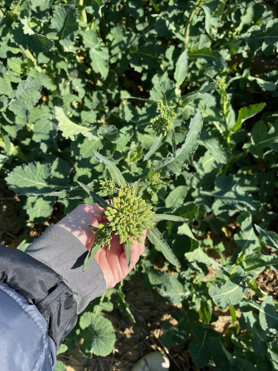 Groupe_ISSIPA's tweet image. Visite des essais colza sous le soleil pour une partie de l&apos;équipe commerciale ASEL🌱
On travaille déjà sur la prochaine campagne pour vous proposer les meilleures variétés ! 💡

#agriculture #colza #innovation