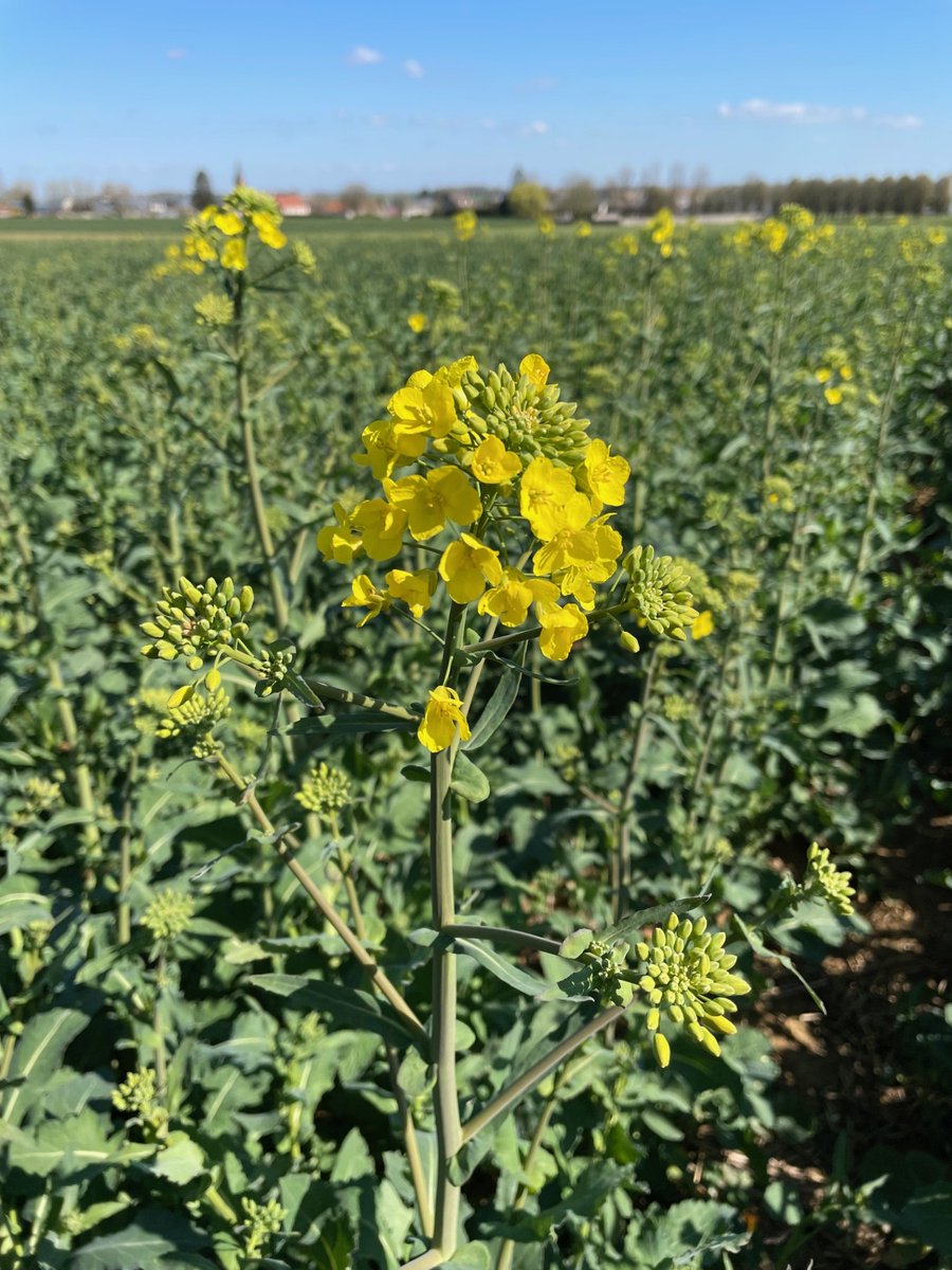 Groupe_ISSIPA's tweet image. Visite des essais colza sous le soleil pour une partie de l&apos;équipe commerciale ASEL🌱
On travaille déjà sur la prochaine campagne pour vous proposer les meilleures variétés ! 💡

#agriculture #colza #innovation