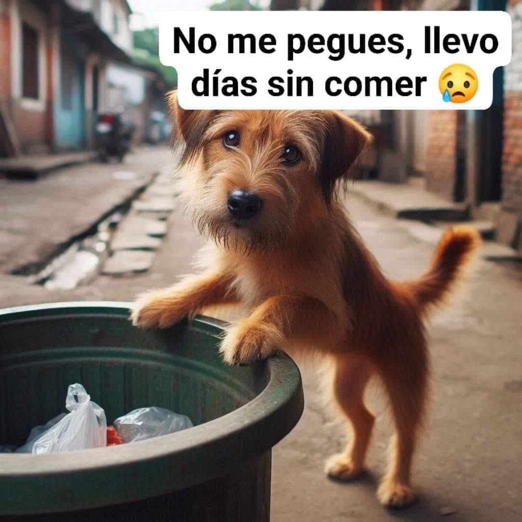 AlmasDeLaCalle's tweet photo. No me pegues, humano,
llevo días sin comer,
mi pecado fue el hambre,
no lo quise escoger.

Busco entre basura
lo que tú tiraste ayer,
y recibo tus gritos
como pago cruel.

No ladro amenazas,
solo suplico en pie,
con ojos de calle
y costillas de fe.

No nací para el desprecio,
ni para huir otra vez…
solo pido un poco de alma
en tu forma de ver.

Ama. Rescata. 🐾🐾🙏🏻