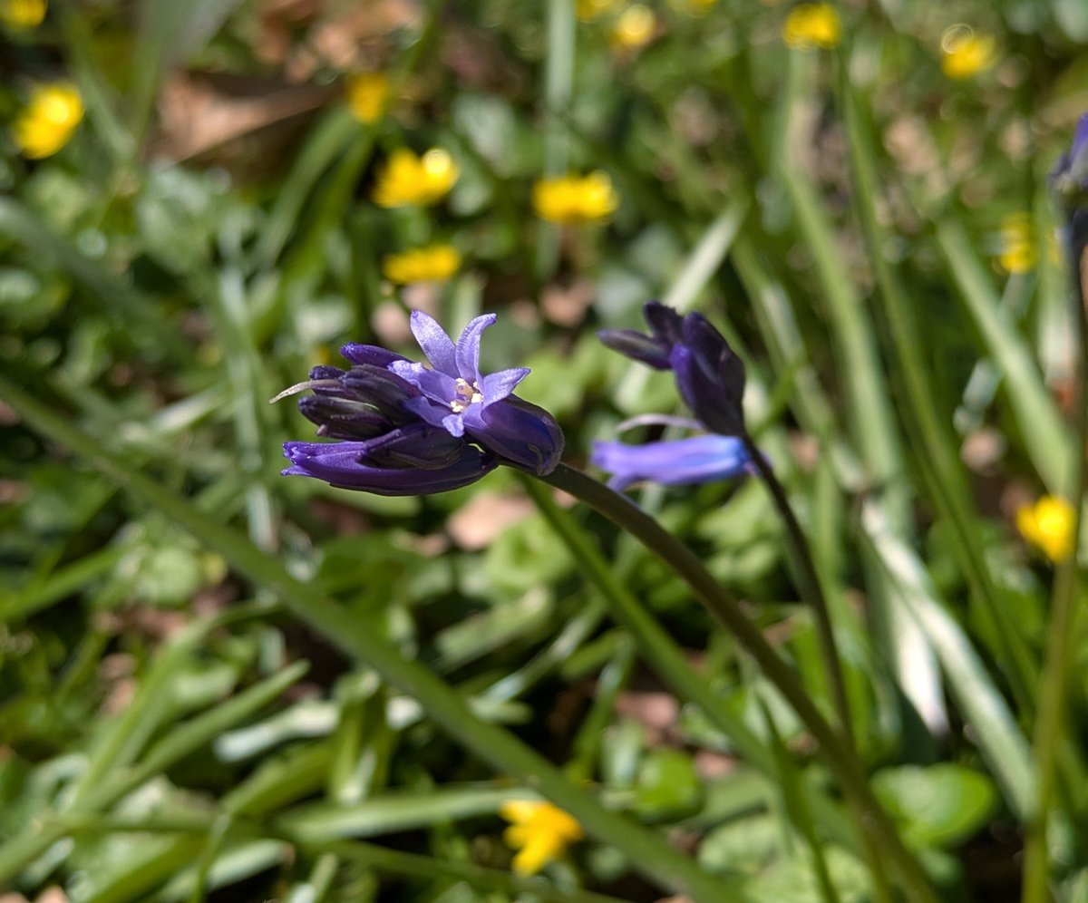 Bluebells starting to appear in Badgers Mount...
Photo taken along Highland Road.