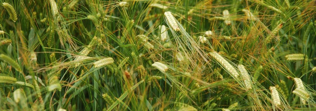 Boost pea production sustainably! Our study (<a href="/H2020Cropdiva/">CROPDIVA</a> ) shows that intercropping peas with hull-less barley can maximize pea yield and eliminate lodging. Embrace smart, low-input farming for quality pea protein!
Read more: cropdiva.eu/sites/default/…
#ResearchImpactEU
#H2020