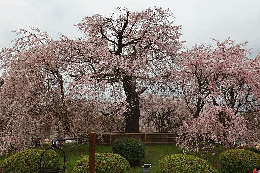 mattozou's tweet photo. Today’s report from Kyoto - Somei Yoshino blossoms now opening, while earlier blooming varieties already looking stunning. See comments for full article https://t.co/qJnyOuspoN