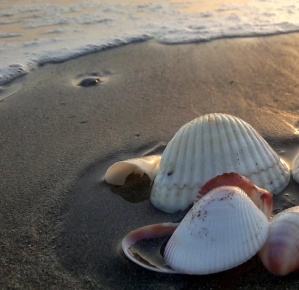 Alina6523248428's tweet image. Le conchiglie mi fanno sempre tornare bambina , quando le prendevo per ascoltare il mare e poi le lasciavo andare quando vedevo un&apos;onda arrivare.
#NaturePhotographi  #Shells
#BeachVibes  #Sea